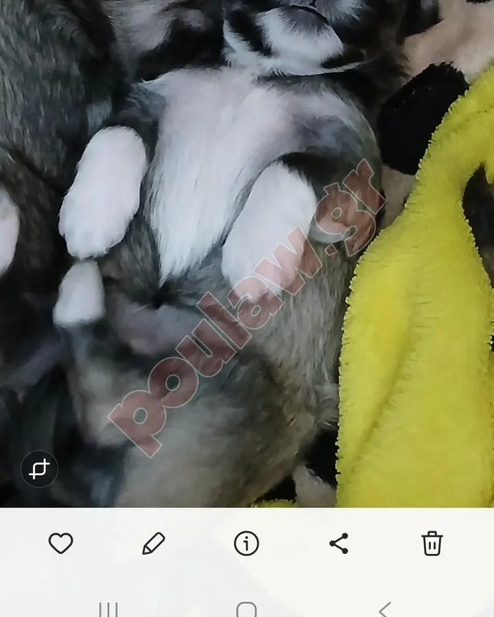 Τσιουάουα μίνι 