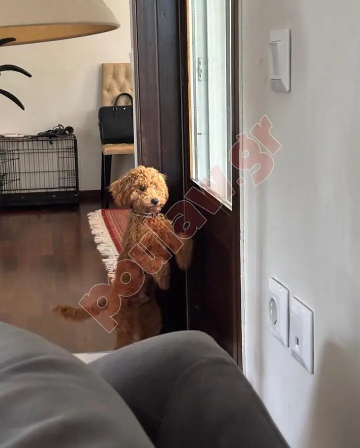 Κανις / Πουντλ toy