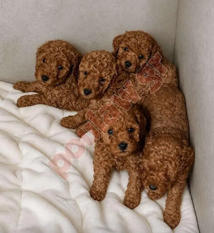 σκύλος poodle κανίς 