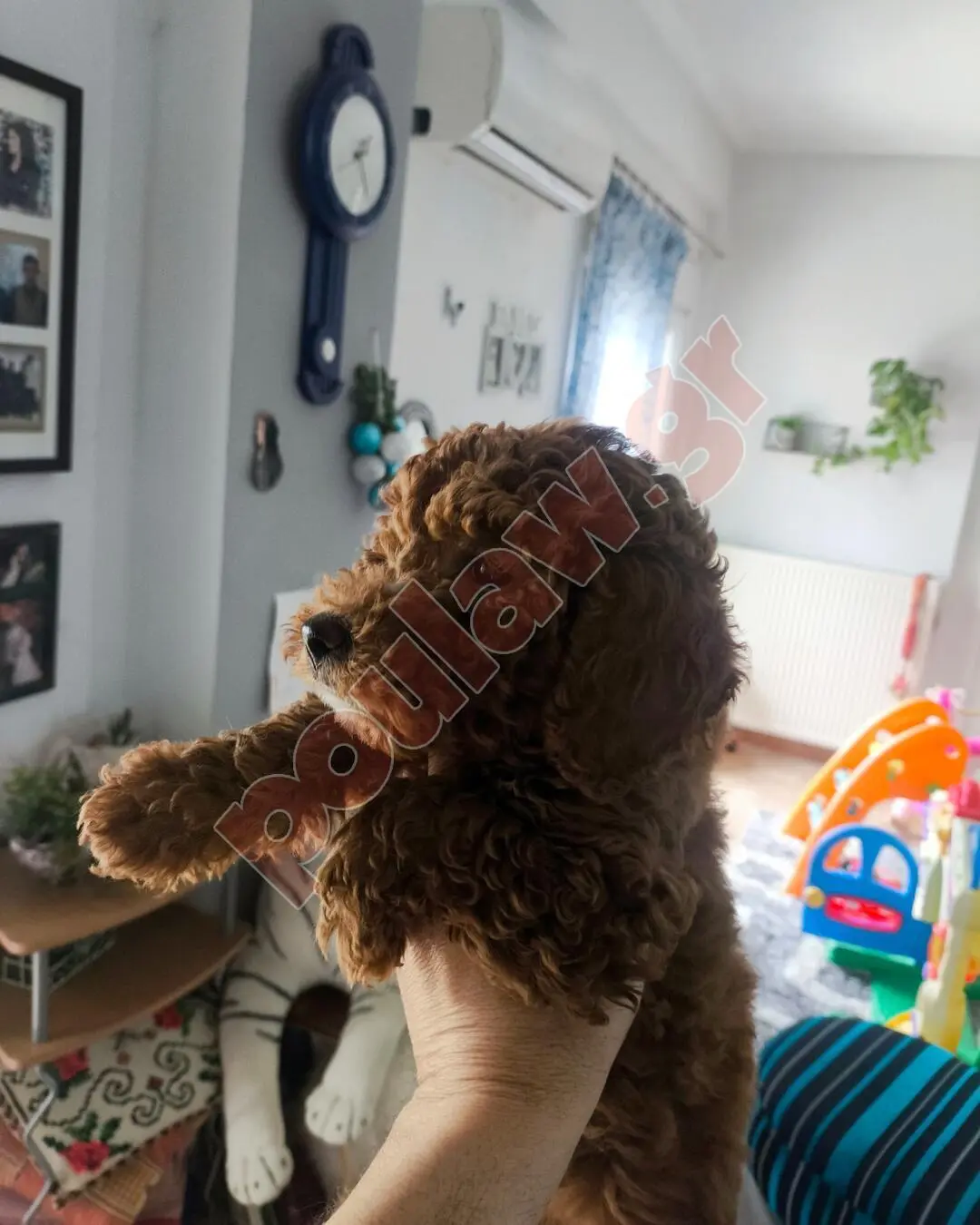 POODLE κανίς toy
