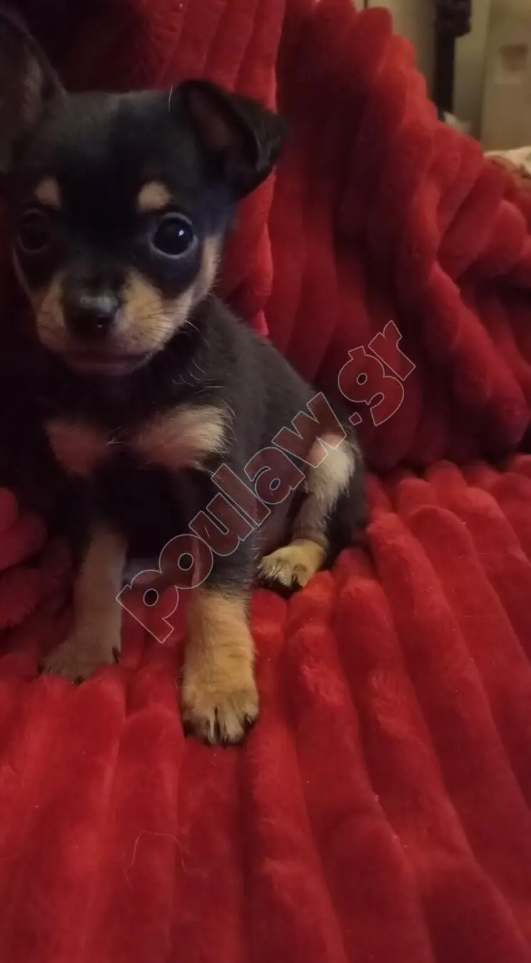 Μίνι πιντσερ Mini pincher Μίνι πιντσερ Mini pincher