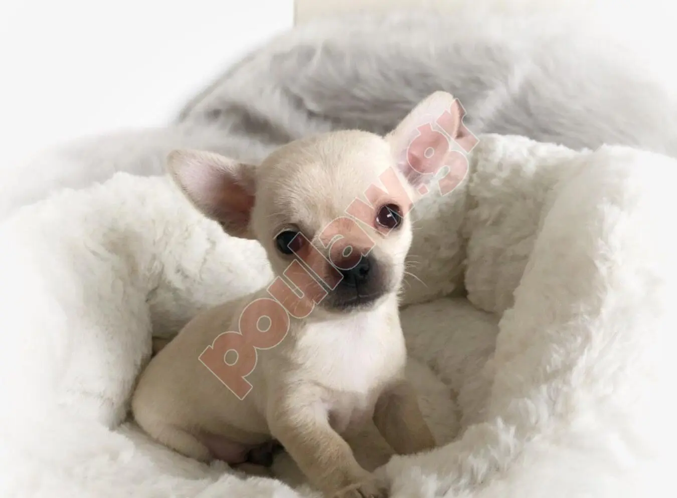 Chihuahua puppy mini size - Τσιουαουα κουταβι μινι μεγεθους Chihuahua puppy mini size - Τσιουαουα κουταβι μινι μεγεθους