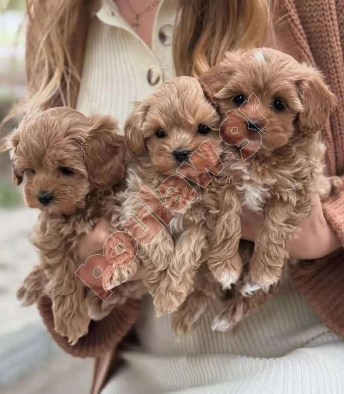 Μάλτιπου=Maltipoo