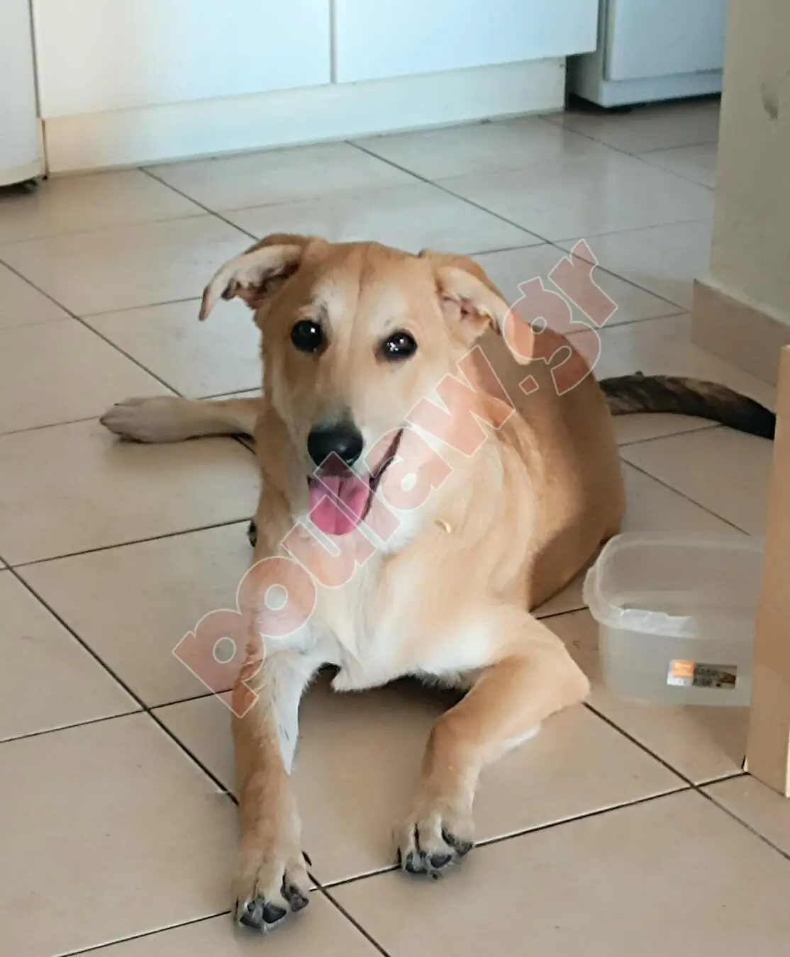 Χαρίζεται κουτάβι 