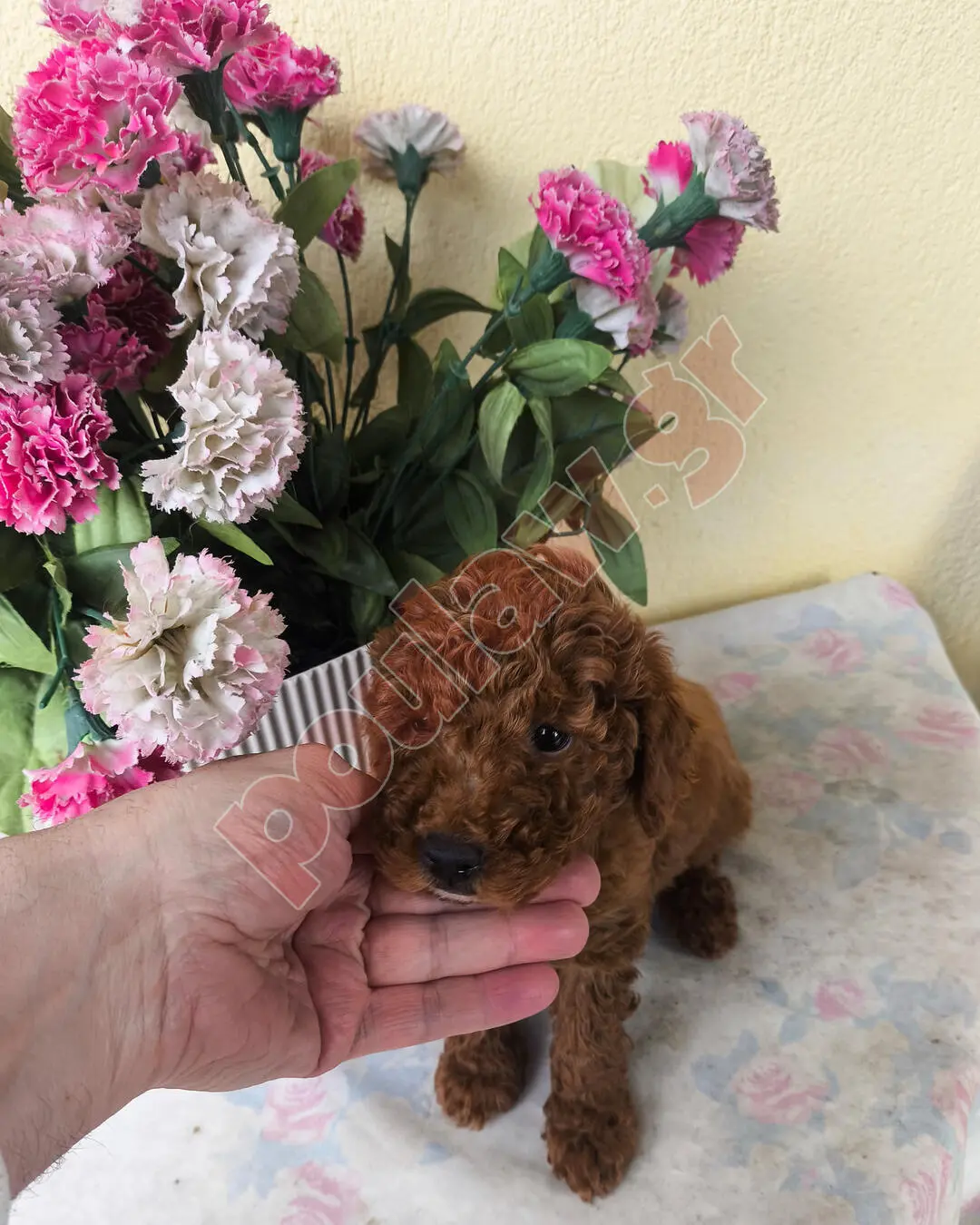 POODLE κανίς toy