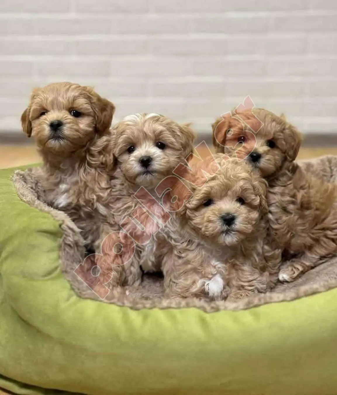 Μάλτιπου=Maltipoo