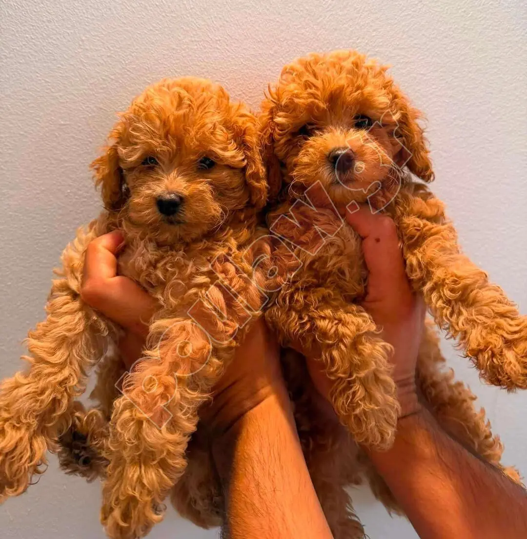 σκύλος poodle κανίς 