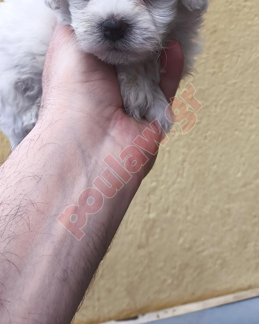 ΜΑΛΤΕΖ mini μέχρι 4.5 κιλά 450 € και toy εως 2.5 κιλά 