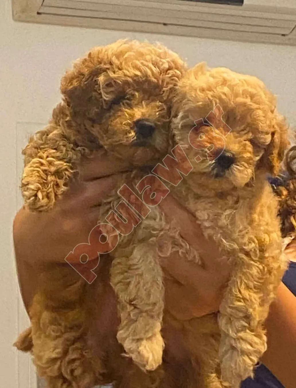 σκύλος poodle κανίς 