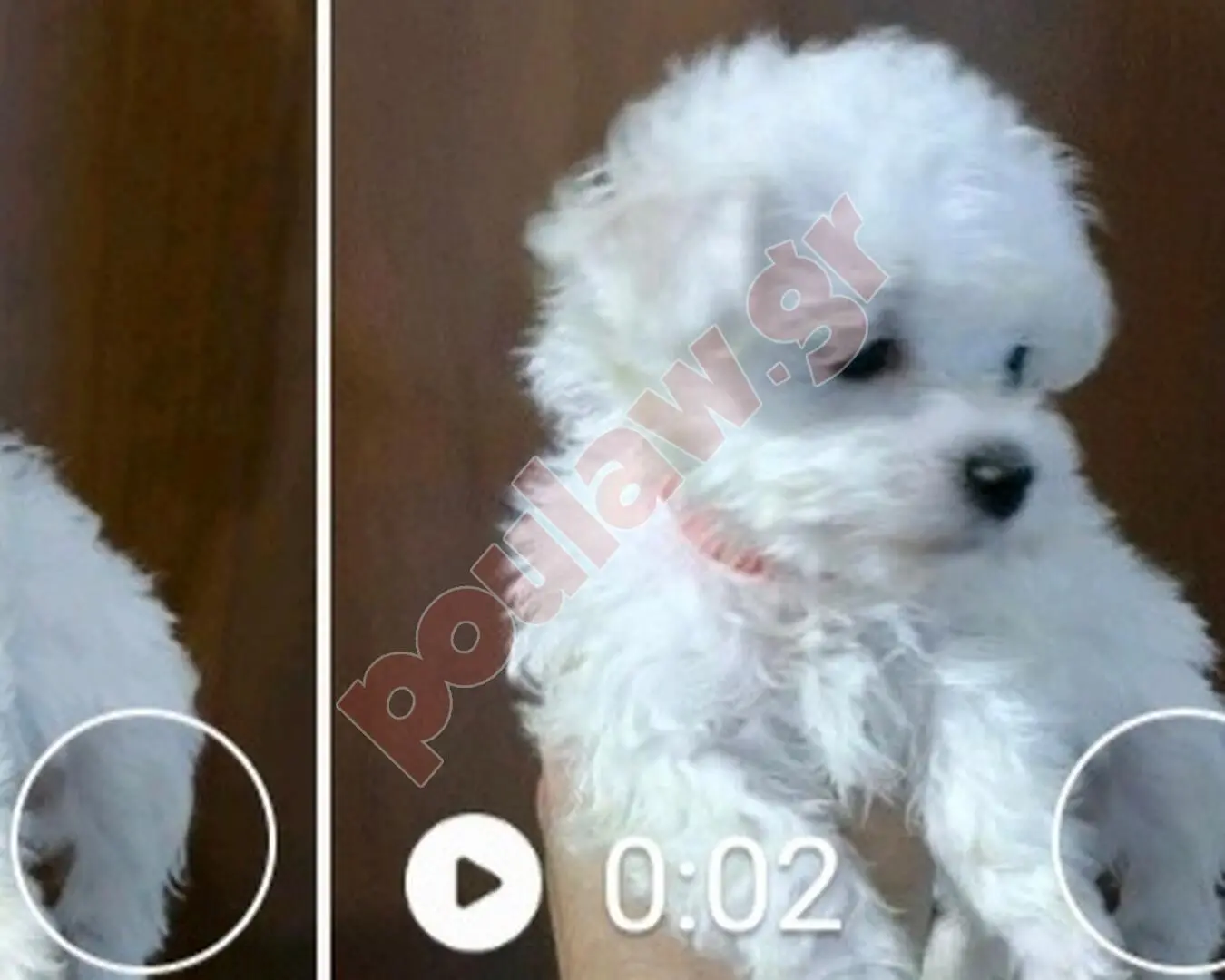 ΜΑΛΤΕΖ mini μέχρι 4.5 κιλά 450 € και toy εως 2.5 κιλά 