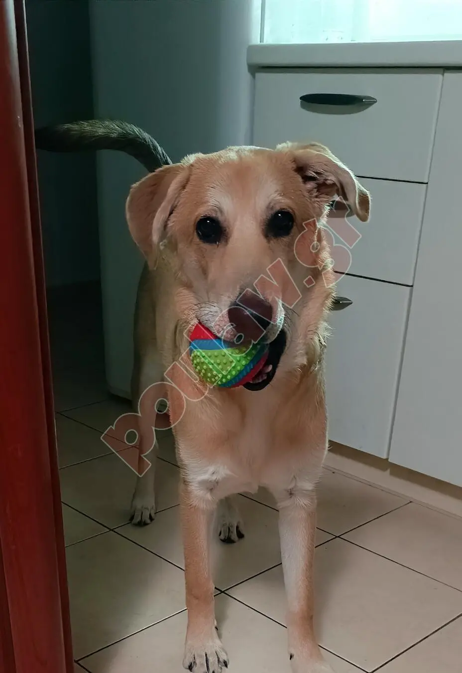 Χαρίζεται κουτάβι 