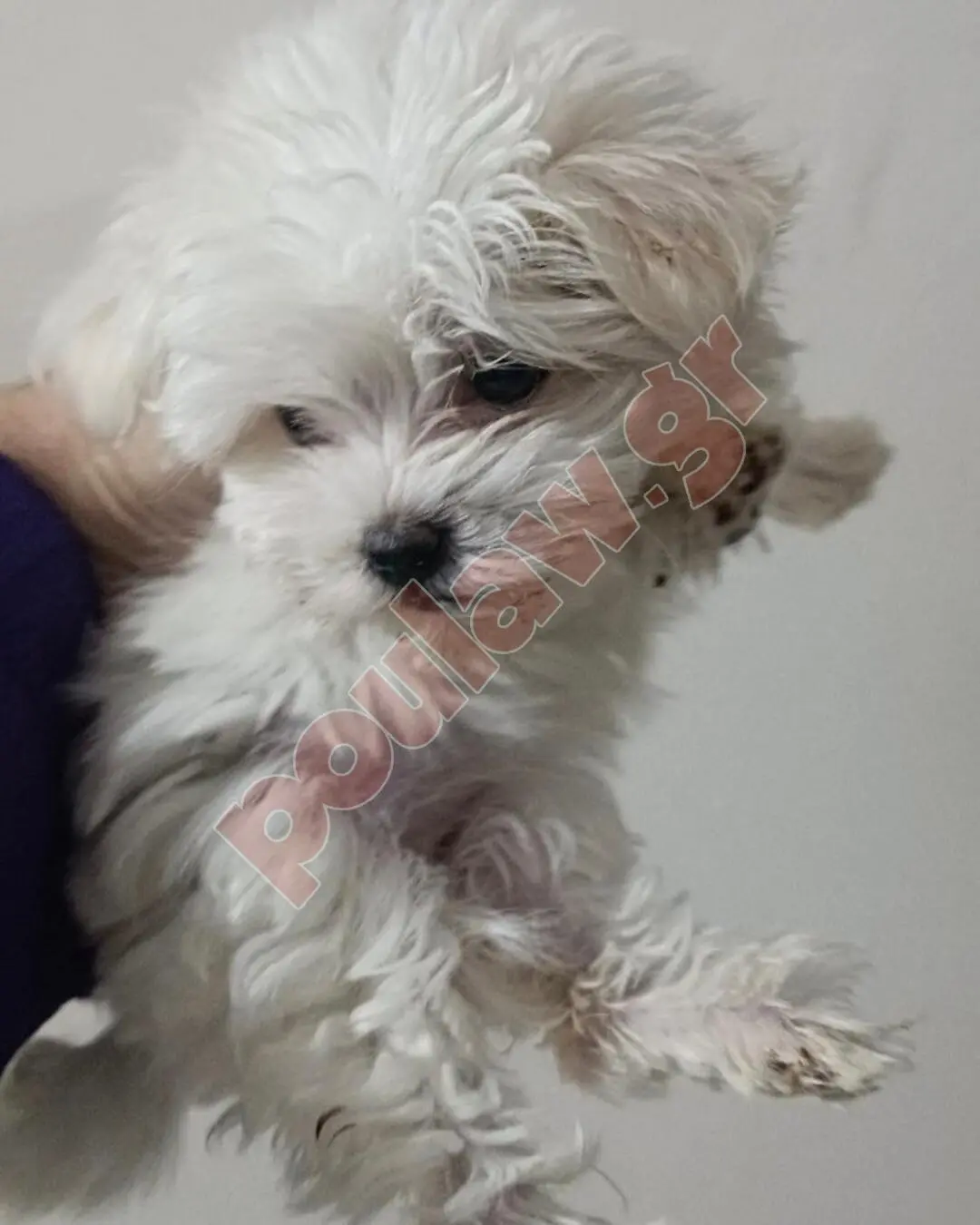 ΜΑΛΤΕΖ mini μέχρι 4.5 κιλά 450 € και toy εως 2.5 κιλά 