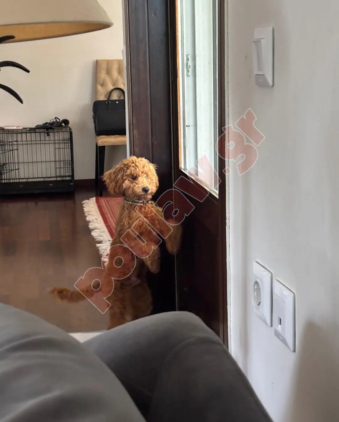 Κανις / Πουντλ toy