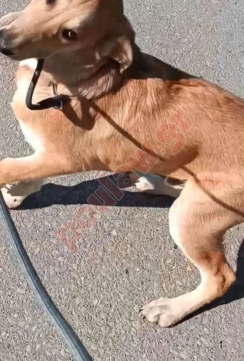 Χαρίζεται κουτάβι 