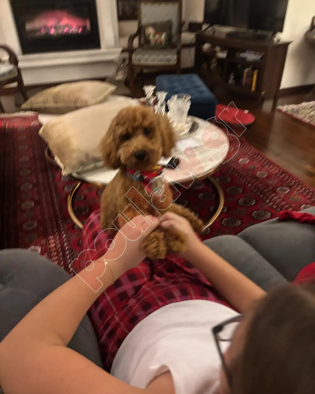 Κανις / Πουντλ toy