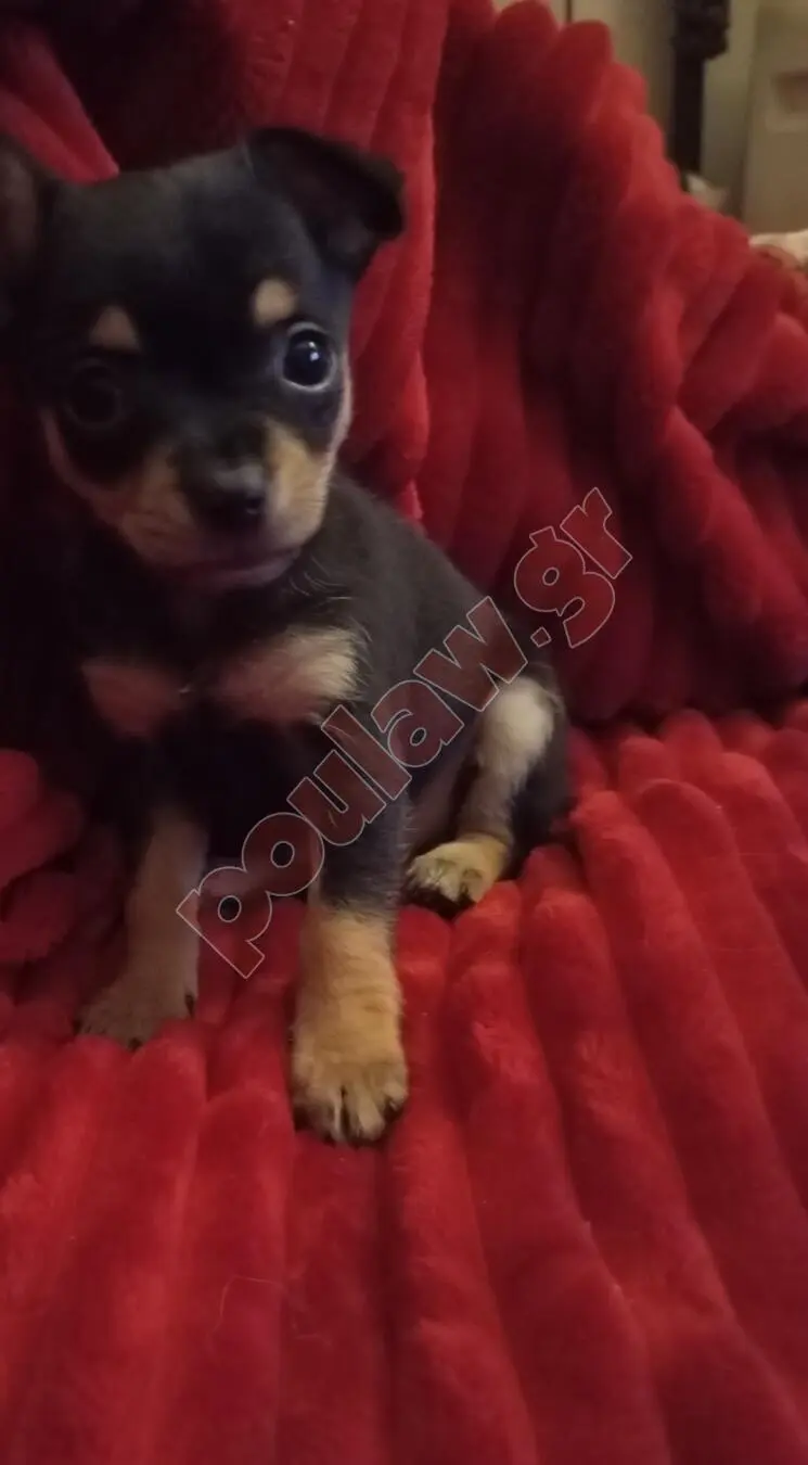 Μίνι πιντσερ Mini pincher Μίνι πιντσερ Mini pincher