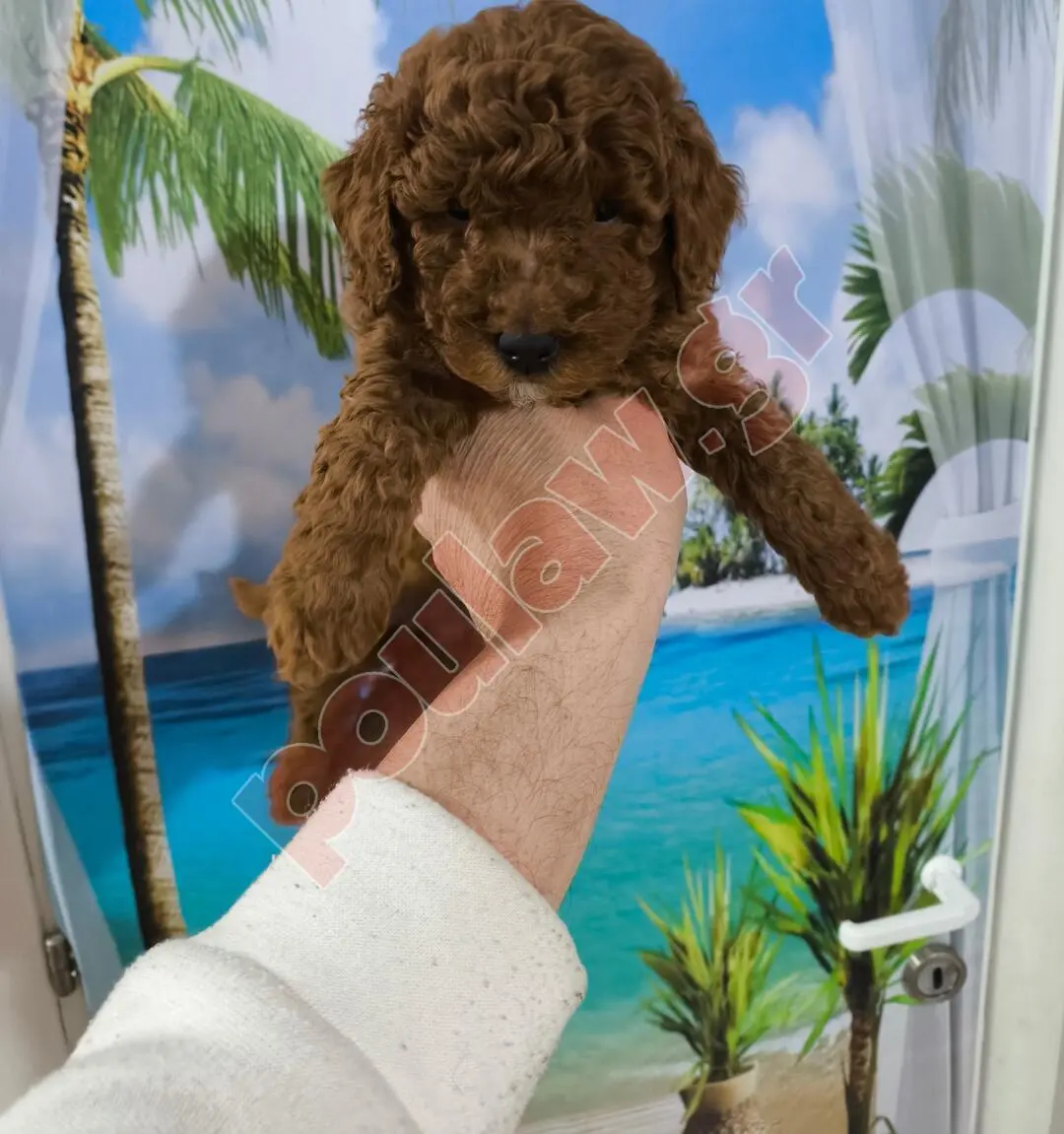 POODLE κανίς toy