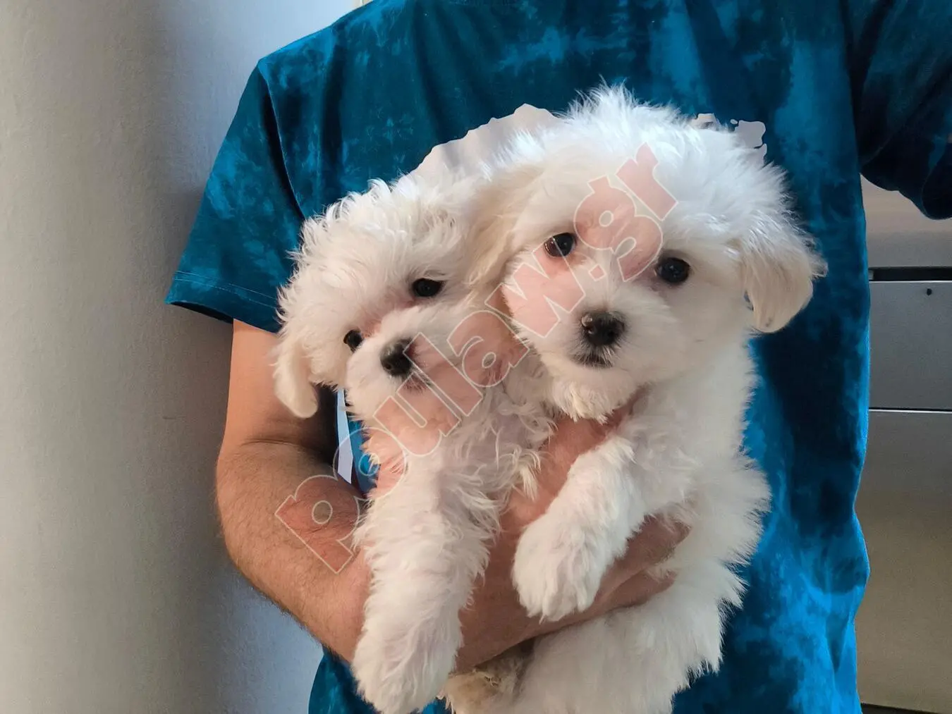 ΜΑΛΤΕΖ mini μέχρι 4.5 κιλά 450 € και toy εως 2.5 κιλά 