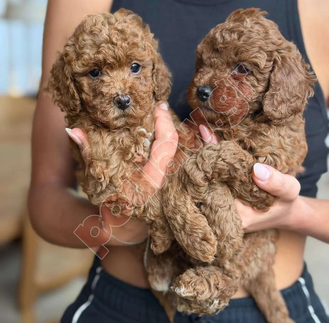 σκύλος poodle κανίς 