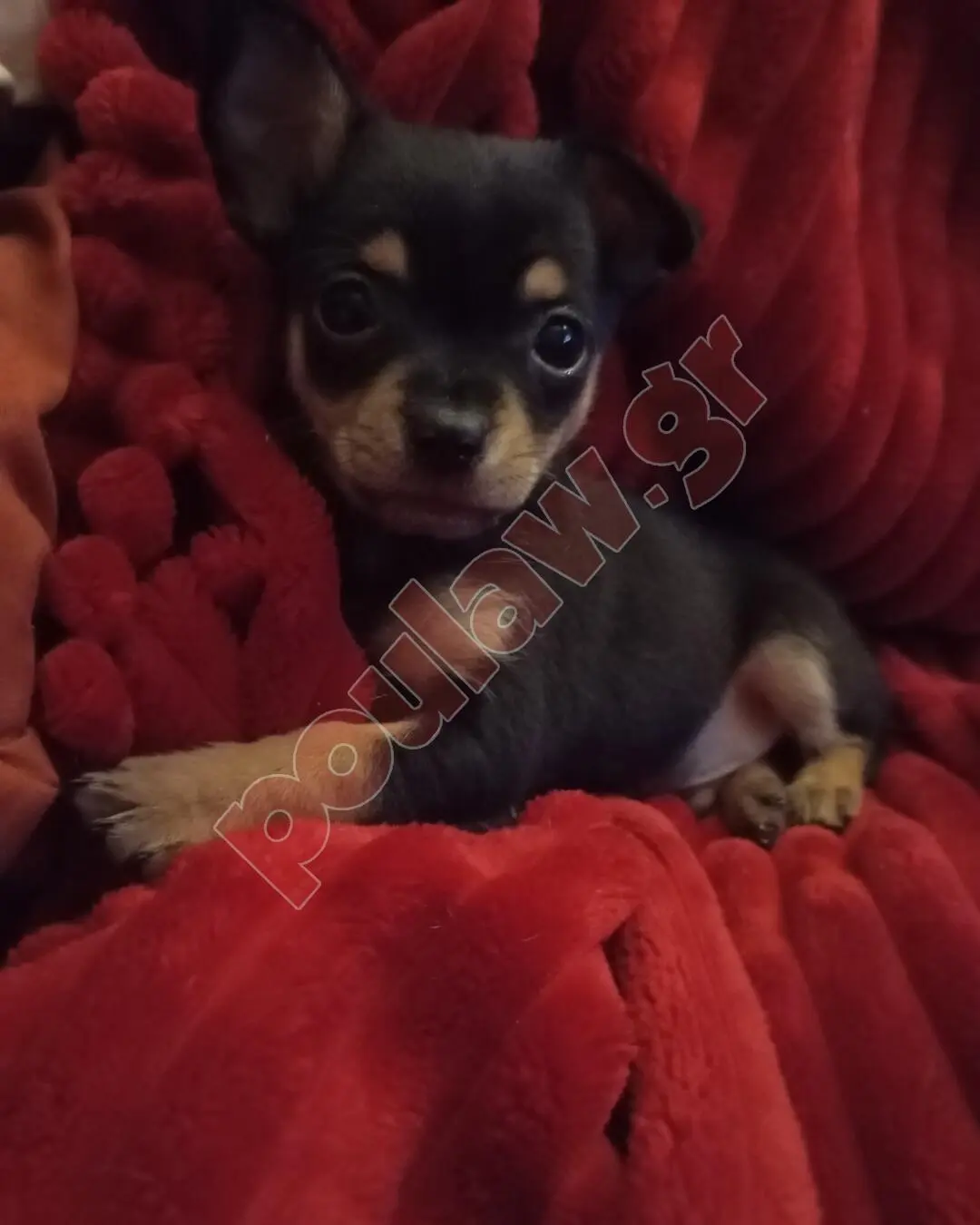 Μίνι πιντσερ Mini pincher Μίνι πιντσερ Mini pincher