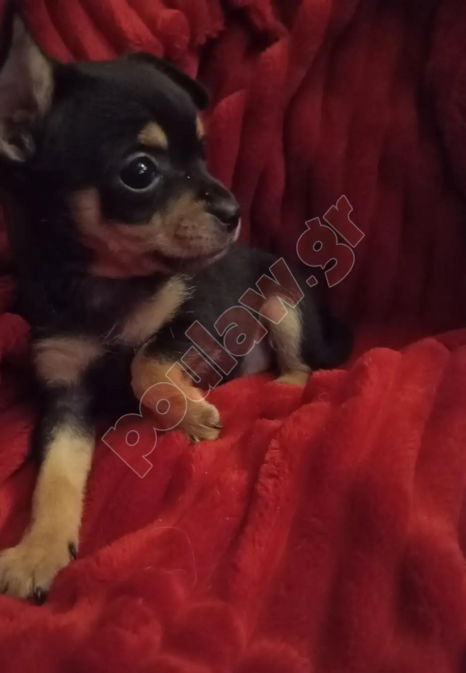 Μίνι πιντσερ Mini pincher Μίνι πιντσερ Mini pincher