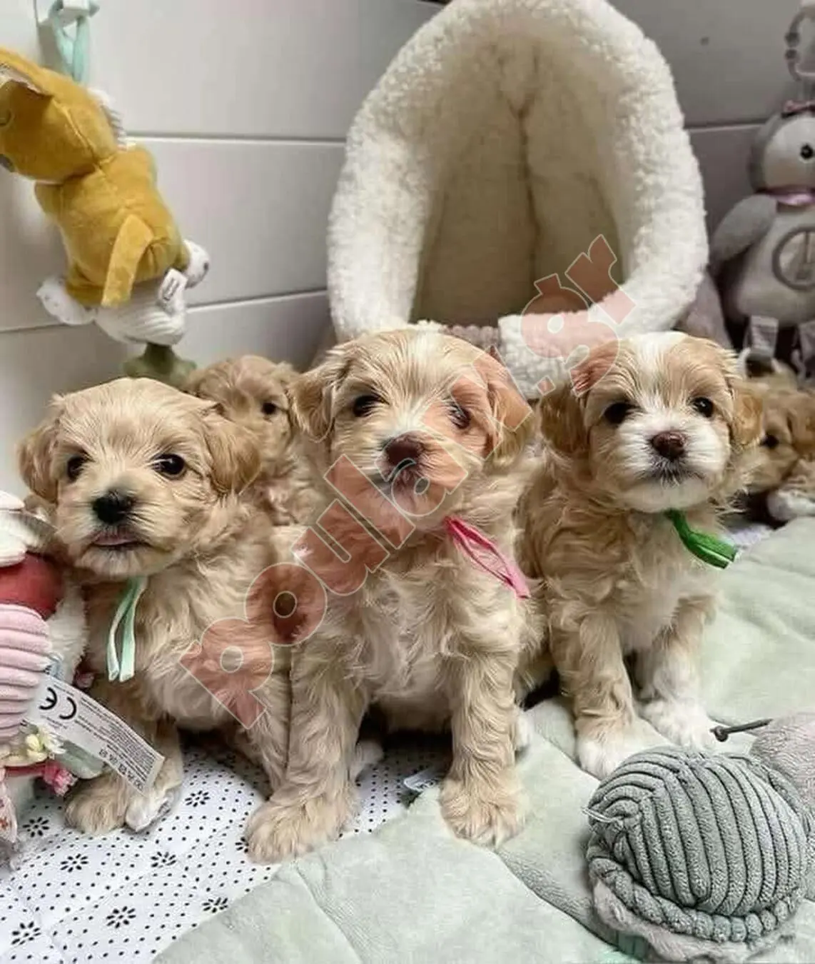 Μάλτιπου=Maltipoo