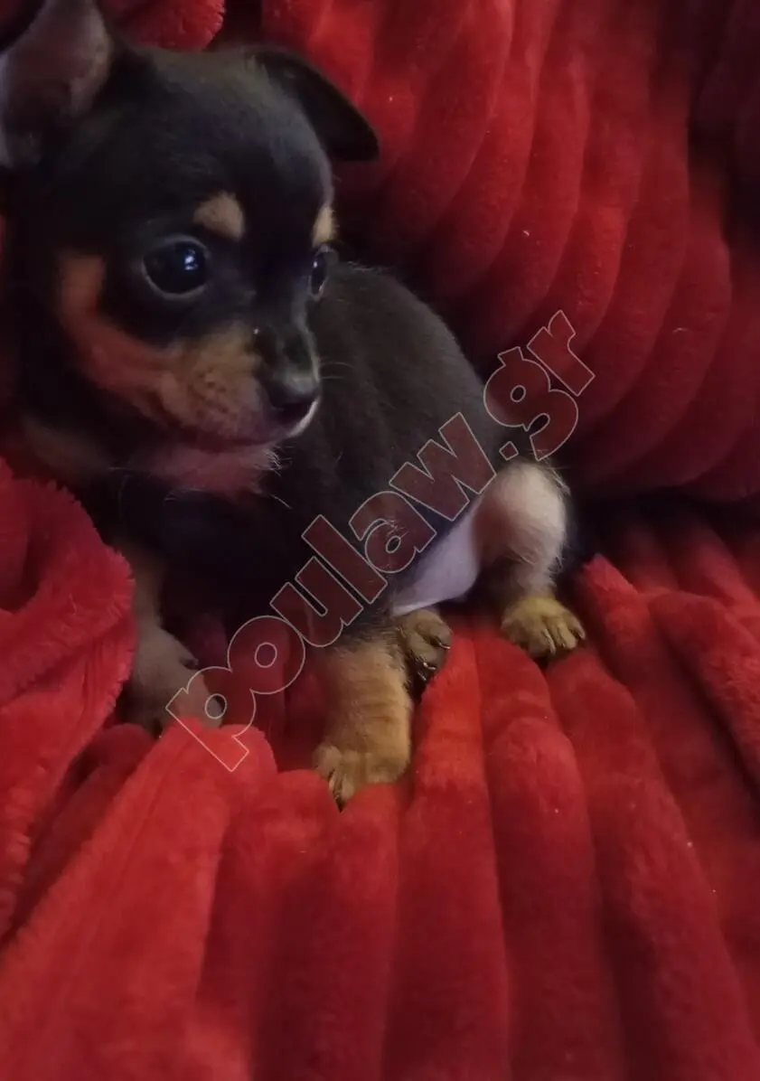 Μίνι πιντσερ Mini pincher Μίνι πιντσερ Mini pincher