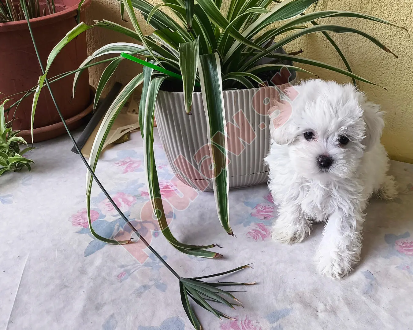 ΜΑΛΤΕΖ mini μέχρι 4.5 κιλά 450 € και toy εως 2.5 κιλά 